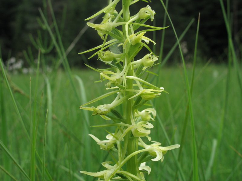 Platanthera chlorantha ( anomalia floreale di ...)